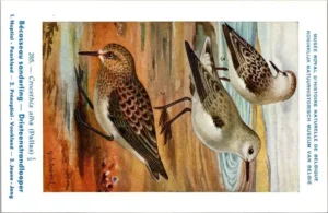 Drieteenstrandloper / Sanderling – Nº 285 – (KBIN / IRSNB)