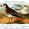 Mvogels_011 Breed-bek strandloper / Broad-billed Sandpiper – Nº 286 – (KBIN / IRSNB)