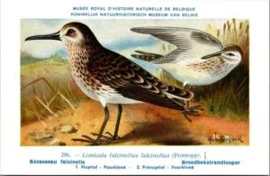 Breed-bek strandloper / Broad-billed Sandpiper – Nº 286 – (KBIN / IRSNB)