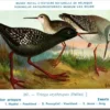 Mvogels_012 Zwarte Ruiter / Spotted Redshank – Nº 287 – (KBIN / IRSNB)