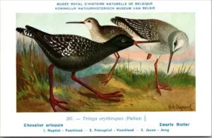 Zwarte Ruiter / Spotted Redshank – Nº 287 – (KBIN / IRSNB)