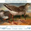Mvogels_013 Roodpootruiter / Common Redshank – Nº 288 – (KBIN / IRSNB)