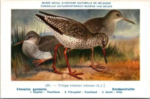Roodpootruiter / Common Redshank – Nº 288 – (KBIN / IRSNB)