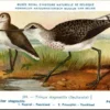 Mvogels_014 Poelruiter / Marsh Sandpiper – Nº 289 – (KBIN / IRSNB)