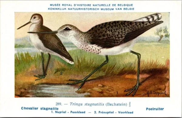 Mvogels_014 Poelruiter / Marsh Sandpiper – Nº 289 – (KBIN / IRSNB)