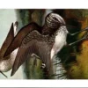 Witgatruiter / Green Sandpiper – Nº 291 – (KBIN / IRSNB)
