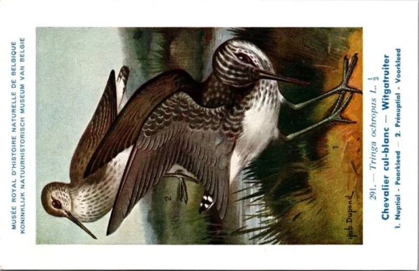 Witgatruiter / Green Sandpiper – Nº 291 – (KBIN / IRSNB)