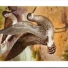 Bosruiter / Wood Sandpiper – Nº 292 – (KBIN / IRSNB)