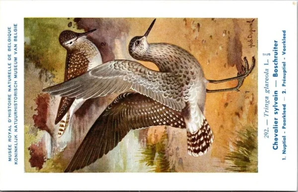 Bosruiter / Wood Sandpiper – Nº 292 – (KBIN / IRSNB)