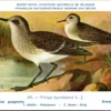 Oeverlooper / Common Sandpiper – Nº 293 – (KBIN / IRSNB)