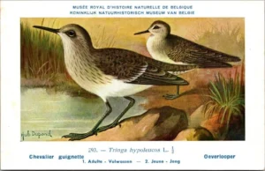 Nvogels_003 Oeverlooper / Common Sandpiper – Nº 293 – (KBIN / IRSNB)