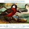 Nvogels_004 Rosse Franjepoot / Red-necked Phalarope – Nº 294 – (KBIN / IRSNB)