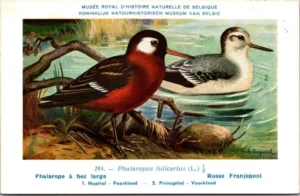 Nvogels_004 Rosse Franjepoot / Red-necked Phalarope – Nº 294 – (KBIN / IRSNB)