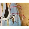 Nvogels_006 Steltkluit / Black-winged Stilt – Nº 296 – (KBIN / IRSNB)