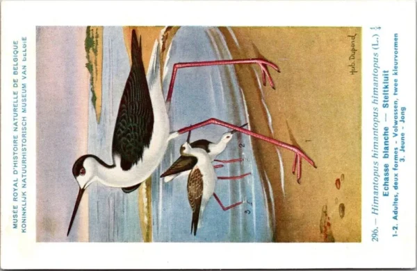 Nvogels_006 Steltkluit / Black-winged Stilt – Nº 296 – (KBIN / IRSNB)