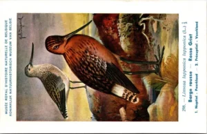 Nvogels_007 Rosse Griet / Bar-tailed Godwit – Nº 298 – (KBIN / IRSNB)