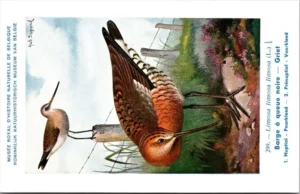 Nvogels_008 Griet / Black-tailed Godwit – Nº 299 – (KBIN / IRSNB)