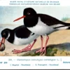 Nvogels_009 Scholekster / Eurasian Oystercatcher – Nº 300 – (KBIN / IRSNB)