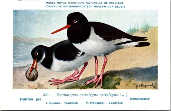 Nvogels_009 Scholekster / Eurasian Oystercatcher – Nº 300 – (KBIN / IRSNB)