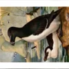 Nvogels_010 Alk / Razorbill – Nº 312 – (KBIN / IRSNB)