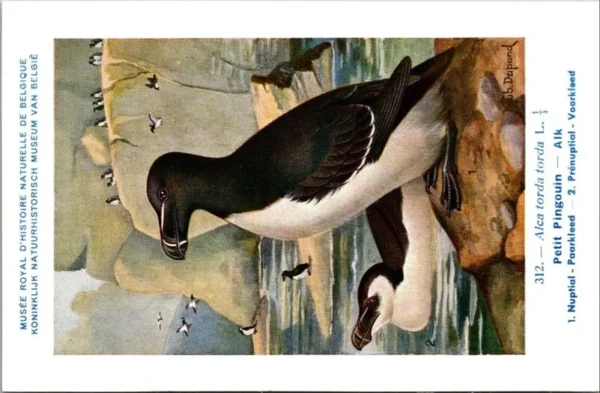 Nvogels_010 Alk / Razorbill – Nº 312 – (KBIN / IRSNB)