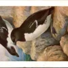 Kleine Alk / Little Auk – Nº 313 – (KBIN / IRSNB)