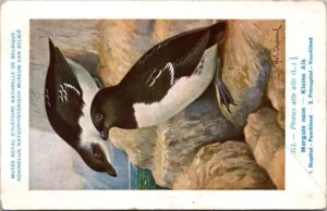 Nvogels_011 Kleine Alk / Little Auk – Nº 313 – (KBIN / IRSNB)