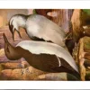 Nvogels_012 Zeekoet / Common Guillemot – Nº 314 – (KBIN / IRSNB)