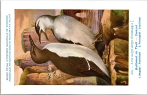 Nvogels_012 Zeekoet / Common Guillemot – Nº 314 – (KBIN / IRSNB)
