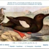 Nvogels_013 Zwarte Zeekoet / Black Guillemot – Nº 315 – (KBIN / IRSNB)