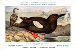 Nvogels_013 Zwarte Zeekoet / Black Guillemot – Nº 315 – (KBIN / IRSNB)