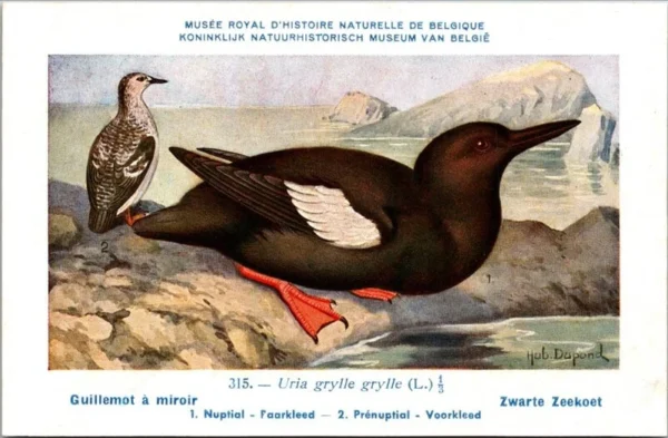 Nvogels_013 Zwarte Zeekoet / Black Guillemot – Nº 315 – (KBIN / IRSNB)