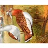 Nvogels_014 Groote Trap / Great Bustard – Nº 317 – (KBIN / IRSNB)