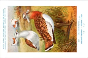 Nvogels_014 Groote Trap / Great Bustard – Nº 317 – (KBIN / IRSNB)