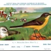 Ovogels_001 Gele Kwikstraat / Western Yellow Wagtail – Nº 6 – (KBIN / IRSNB)