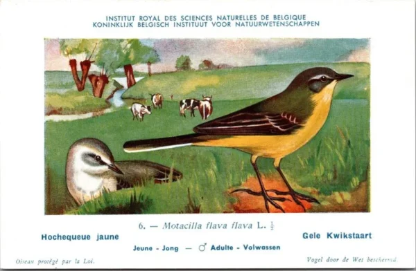 Ovogels_001 Gele Kwikstraat / Western Yellow Wagtail – Nº 6 – (KBIN / IRSNB)