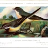 Ovogels_002 Grote Gele Kwikstraat / Grey Wagtail – Nº 7 – (KBIN / IRSNB)
