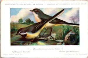 Grote Gele Kwikstraat / Grey Wagtail – Nº 7 – (KBIN / IRSNB)