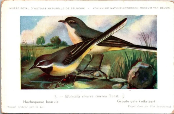 Ovogels_002 Grote Gele Kwikstraat / Grey Wagtail – Nº 7 – (KBIN / IRSNB)