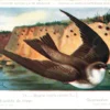 Ovogels_003 Oeverzwaluw / Sand Martin – Nº 24 – (KBIN / IRSNB)