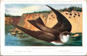 Oeverzwaluw / Sand Martin – Nº 24 – (KBIN / IRSNB)