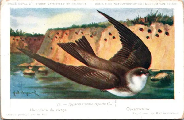 Ovogels_003 Oeverzwaluw / Sand Martin – Nº 24 – (KBIN / IRSNB)