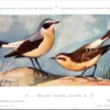 Tapuit / Northern Wheatear – Nº 39 – (KBIN / IRSNB)