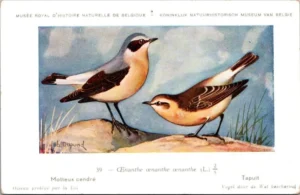 Tapuit / Northern Wheatear – Nº 39 – (KBIN / IRSNB)