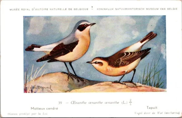 Tapuit / Northern Wheatear – Nº 39 – (KBIN / IRSNB)
