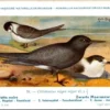 Ovogels_005 Zwarte Moeraszwaluw / Black Tern – Nº 78 – (KBIN / IRSNB)