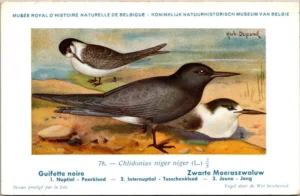 Zwarte Moeraszwaluw / Black Tern – Nº 78 – (KBIN / IRSNB)