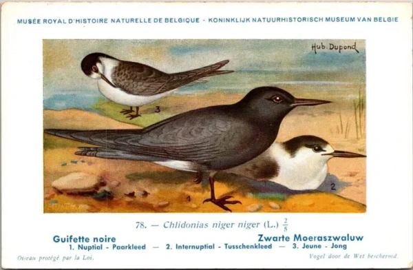 Ovogels_005 Zwarte Moeraszwaluw / Black Tern – Nº 78 – (KBIN / IRSNB)