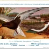 Witvleugelmoeraszwaluw / White-winged Tern – Nº 79 – (KBIN / IRSNB)