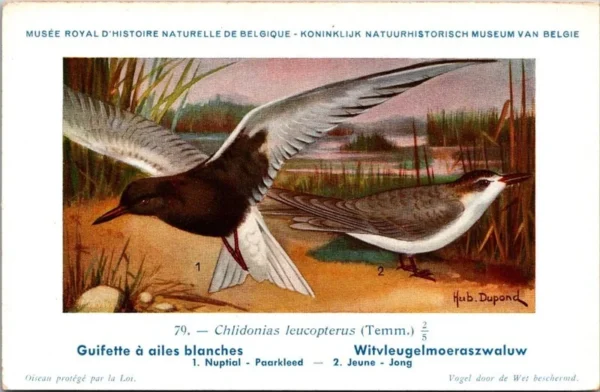 Witvleugelmoeraszwaluw / White-winged Tern – Nº 79 – (KBIN / IRSNB)